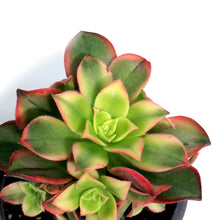 Load image into Gallery viewer, Succulent, 3.5in, Aeonium Kiwi