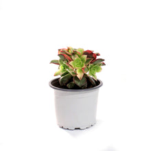 Load image into Gallery viewer, Succulent, 3.5in, Aeonium Kiwi