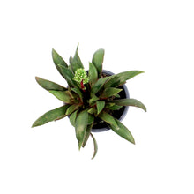 Load image into Gallery viewer, Succulent, 3.5in, Crassula Rosularis