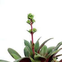 Load image into Gallery viewer, Succulent, 3.5in, Crassula Rosularis