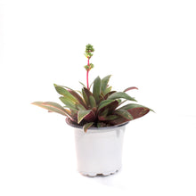 Load image into Gallery viewer, Succulent, 3.5in, Crassula Rosularis