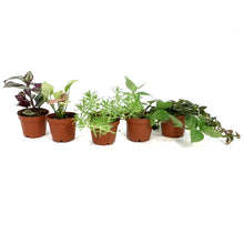 Load image into Gallery viewer, Tropical, 2in, Assorted