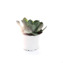 Load image into Gallery viewer, Succulent, 3.5in, Echeveria Blue Prince
