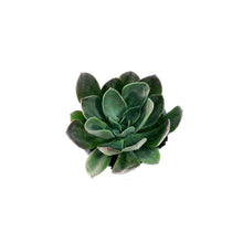 Load image into Gallery viewer, Succulent, 3.5in, Echeveria Blue Prince