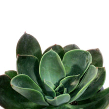 Load image into Gallery viewer, Succulent, 3.5in, Echeveria Blue Prince