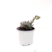 Load image into Gallery viewer, Succulent, 3.5in, Echeveria Yummie