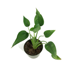 Load image into Gallery viewer, Alocasia, 4in, Tiny Dancer