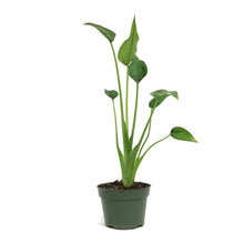 Load image into Gallery viewer, Alocasia, 4in, Tiny Dancer