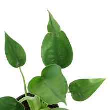 Load image into Gallery viewer, Alocasia, 4in, Tiny Dancer