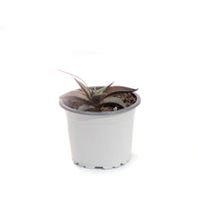 Load image into Gallery viewer, Succulent, 3.5in, Haworthia Tessellata