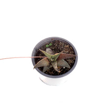 Load image into Gallery viewer, Succulent, 3.5in, Haworthia Tessellata