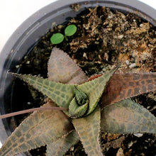 Load image into Gallery viewer, Succulent, 3.5in, Haworthia Tessellata
