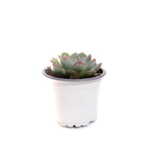 Load image into Gallery viewer, Succulent, 3.5in, Echeveria Pink Edge