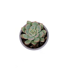 Load image into Gallery viewer, Succulent, 3.5in, Echeveria Pink Edge