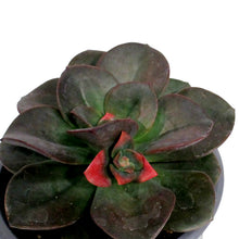 Load image into Gallery viewer, Succulent, 3.5in, Echeveria Chroma