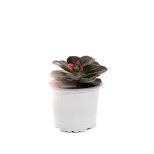 Load image into Gallery viewer, Succulent, 3.5in, Echeveria Chroma