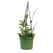 Load image into Gallery viewer, Hoya, 6in, Carnosa Krimson Queen Teepee