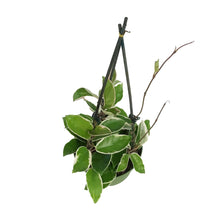 Load image into Gallery viewer, Hoya, 6in, Carnosa Krimson Queen Teepee