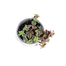 Load image into Gallery viewer, Succulent, 3.5in, Crassula Marginalis
