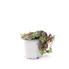 Load image into Gallery viewer, Succulent, 3.5in, Crassula Marginalis