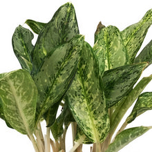 Load image into Gallery viewer, Aglaonema, 8in, Mini Silver Queen