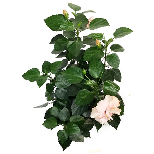 Hibiscus, 8in, Multicolor