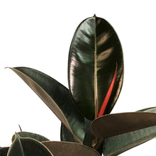 Load image into Gallery viewer, Ficus, 10in, Burgundy Standard