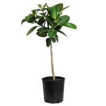 Load image into Gallery viewer, Ficus, 10in, Audrey Standard
