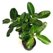 Load image into Gallery viewer, Ficus, 10in, Audrey Standard