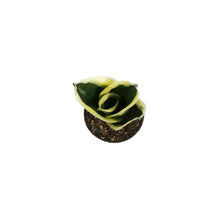 Load image into Gallery viewer, Sansevieria, 2.5in, Hahnii Lotus