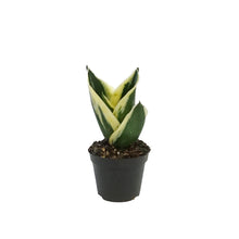 Load image into Gallery viewer, Sansevieria, 2.5in, Hahnii Lotus