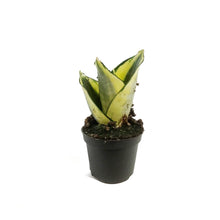 Load image into Gallery viewer, Sansevieria, 2.5in, Hahnii Golden