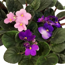 Load image into Gallery viewer, African Violet, 6in