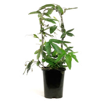Load image into Gallery viewer, Passion Flower, 5in, on a Trellis