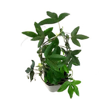 Load image into Gallery viewer, Passion Flower, 5in, on a Trellis