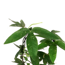 Load image into Gallery viewer, Passion Flower, 5in, on a Trellis