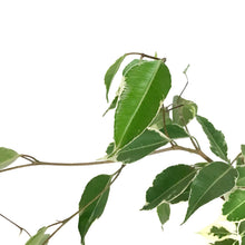 Load image into Gallery viewer, Ficus, 5in, Benjamina Variegated