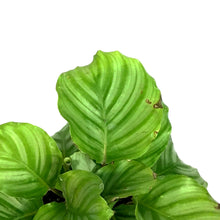 Load image into Gallery viewer, Calathea, 6in, Orbifolia