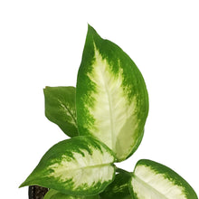 Load image into Gallery viewer, Dieffenbachia, 3.5in, Camille
