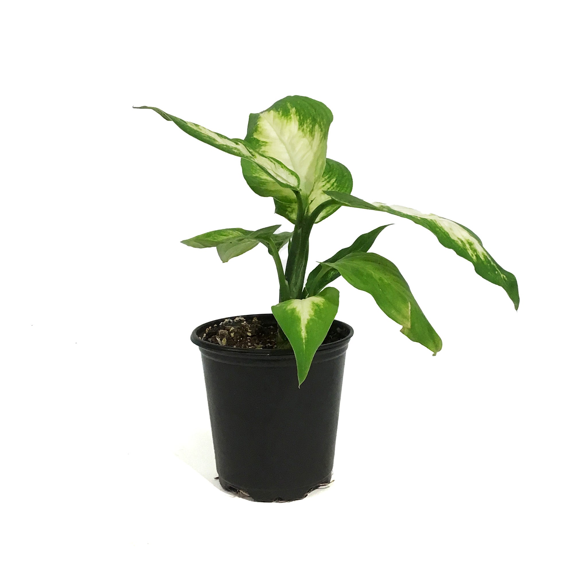 aglaonema camille Dieffenbachia, 3.5in, Camille