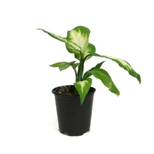Load image into Gallery viewer, Dieffenbachia, 3.5in, Camille