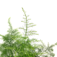 Load image into Gallery viewer, Fern, 4in, Plumosa