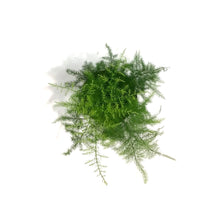 Load image into Gallery viewer, Fern, 4in, Plumosa