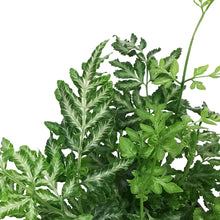 Load image into Gallery viewer, Fern, 3.5in, Silver Lace