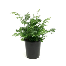Load image into Gallery viewer, Fern, 3.5in, Silver Lace