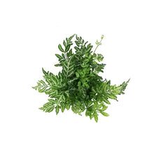 Load image into Gallery viewer, Fern, 3.5in, Silver Lace