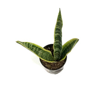 Load image into Gallery viewer, Sansevieria, 3.5in, Laurentii