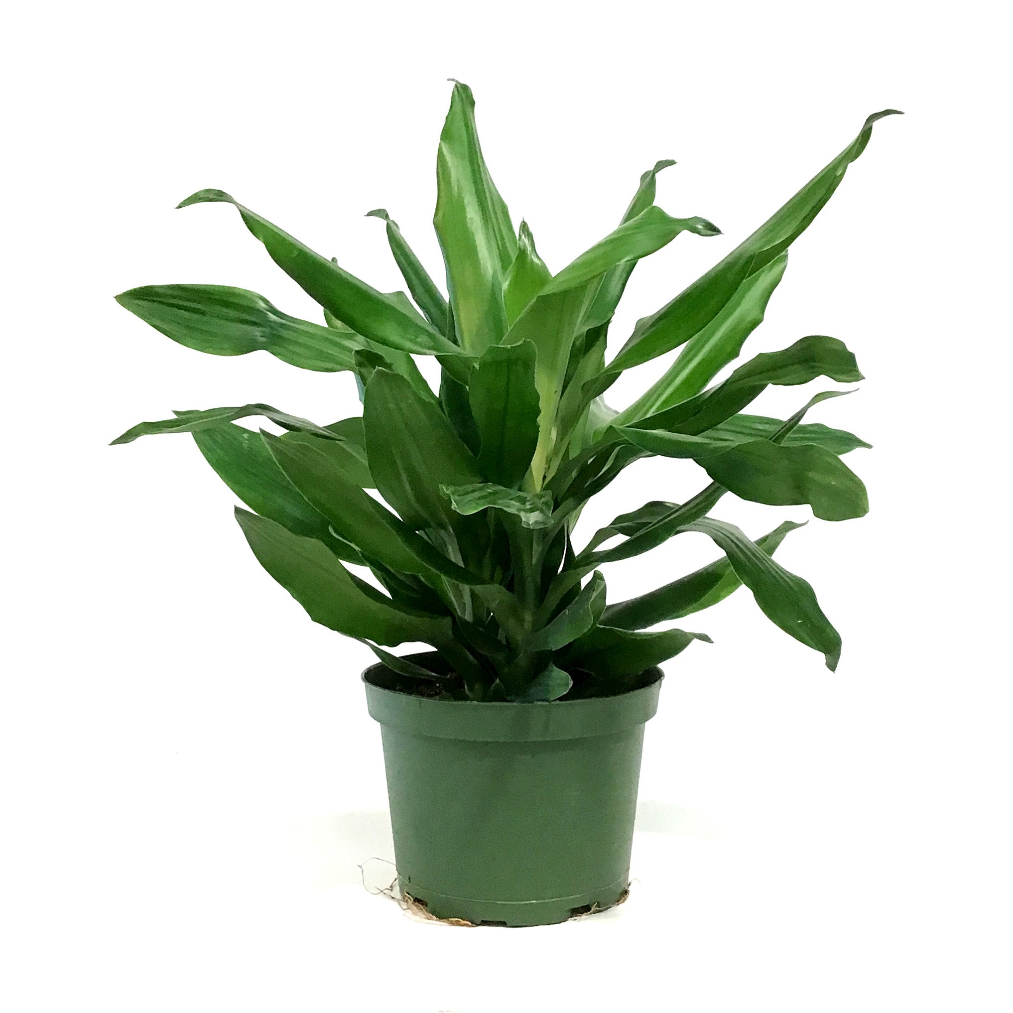 steudneri dracaena Dracaena, 6in, Steudneri Emerald