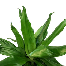 Load image into Gallery viewer, Dracaena, 6in, Steudneri Emerald