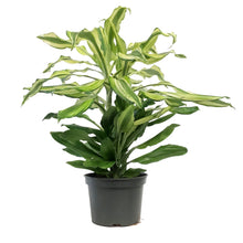 Load image into Gallery viewer, Dracaena, 6in, Sol